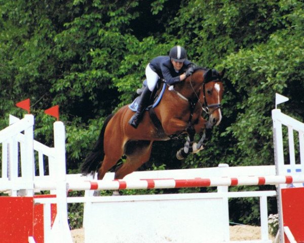 Pferd Casus Knaxus (Oldenburger Springpferd, 2002, von Contender)