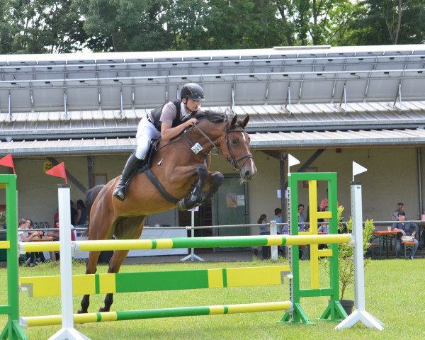 jumper Faune THC (anglo european sporthorse, 2015, from Caruso de Trebox)