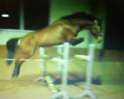 jumper Call me Future 2 (KWPN (Royal Dutch Sporthorse), 2007, from Tolan R)