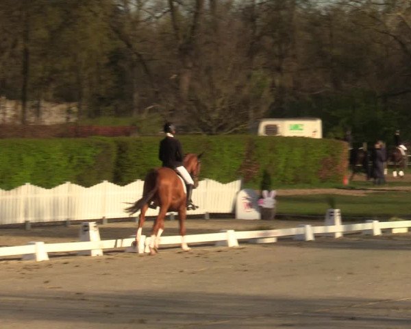 Reitturnier Münster-Handorf | Champs of Tomorrow 2022