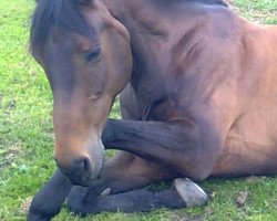 broodmare Baliska von Ludwigsburg (German Warmblood, 2000, from Basilisk)