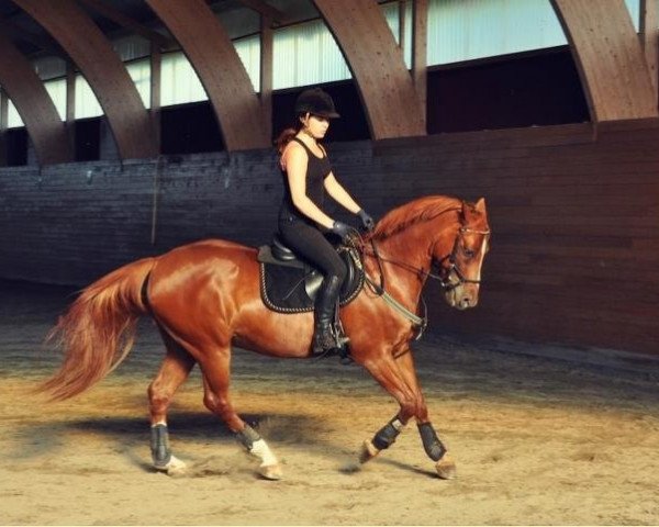 horse Domecq (German Riding Pony, 1997, from Derbino) horse Domecq (German Riding Pony, 1997, from Derbino)