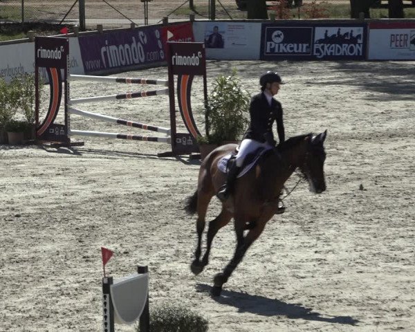 FEI Reitturnier Westergellersen (GER) 2022
