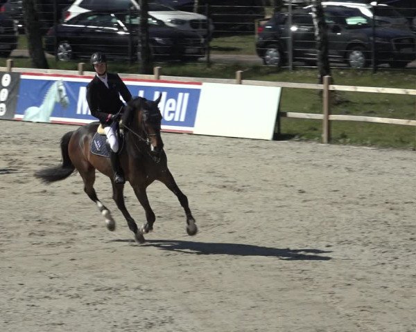 FEI Reitturnier Westergellersen (GER) 2022
