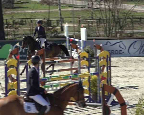 FEI Reitturnier Westergellersen (GER) 2022