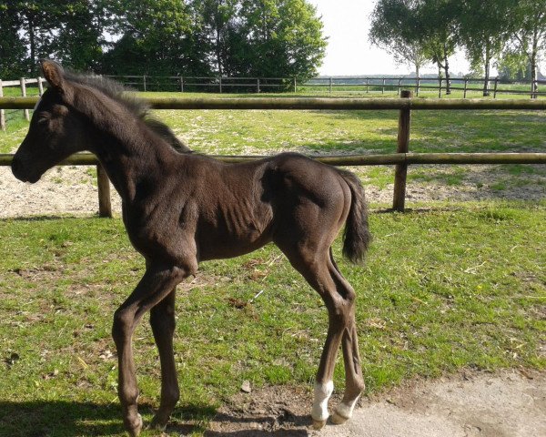 horse Hengst von Sir Fidergold (Westphalian, 2013, from Sir Fidergold)