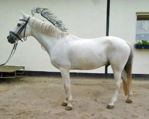 dressage horse Sugar 70 (German Riding Pony, 1991) dressage horse Sugar 70 (German Riding Pony, 1991)