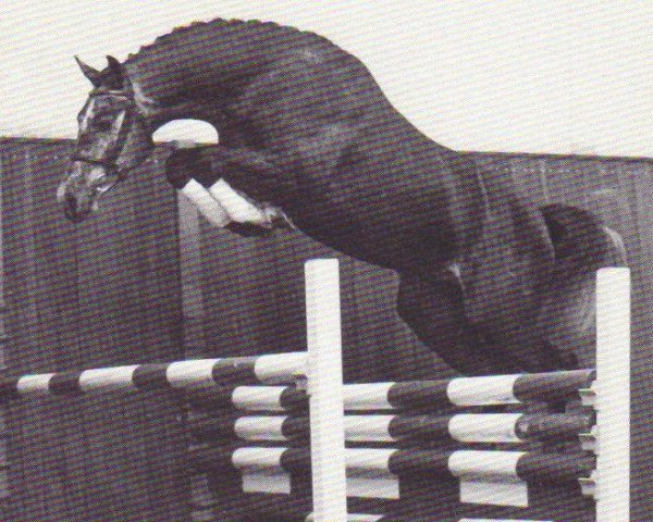 stallion Calido I (Holsteiner, 1991, from Cantus)