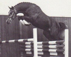 stallion Calido I (Holsteiner, 1991, from Cantus)