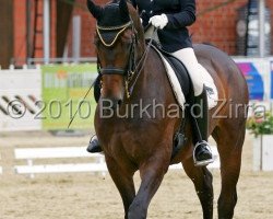 dressage horse Roadster Junior (Westphalian, 2004, from Rubinus)