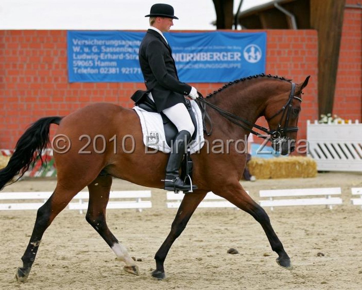 Dressurhest Rubin 613 (Westfaler, 2001, fra Rockwell) - Sportbild-Zirra Bildersuche