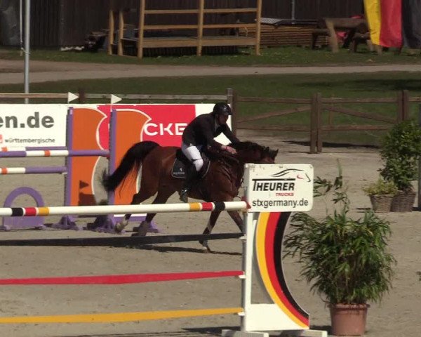 FEI Reitturnier Westergellersen (GER) 2022