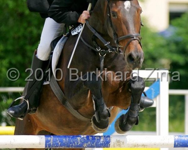 Springpferd Arabella (Westfale, 1991, von Akitos xx)