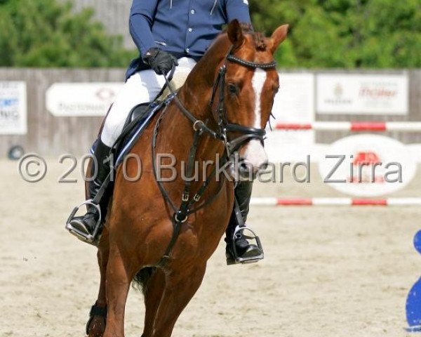 Ogier kryjący Askanier (Hanower, 1999, od Acorado I)