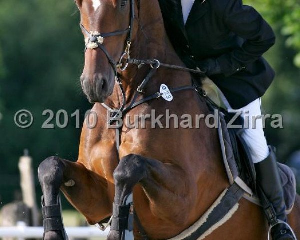 dressage horse Armageddon 45 (Oldenburg, 2005, from Abke 4)