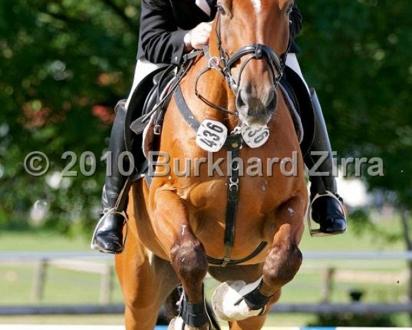 dressage horse Rugby (Westphalian, 2002, from Rolls Royce)