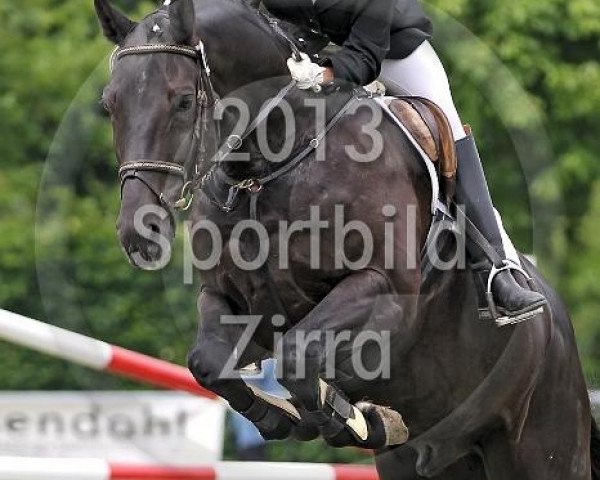 jumper Fabio 130 (Oldenburg, 2006, from Faustinus)
