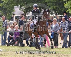 stallion Golden Boy (Rhinelander,  )