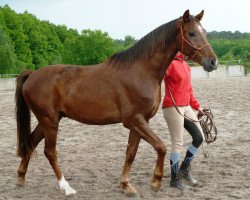 Pferd Damian (Oldenburger, 2009, von Don Romantic)
