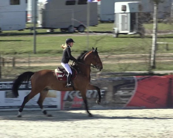 FEI Reitturnier Westergellersen (GER) 2022