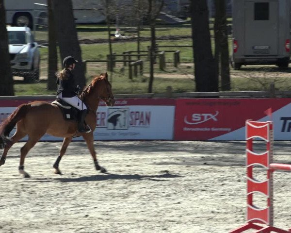 FEI Reitturnier Westergellersen (GER) 2022