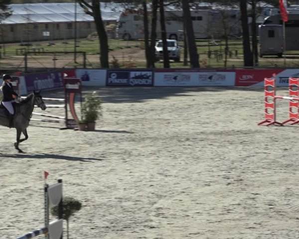 FEI Reitturnier Westergellersen (GER) 2022