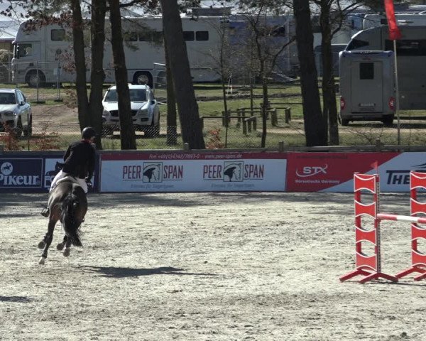 FEI Reitturnier Westergellersen (GER) 2022