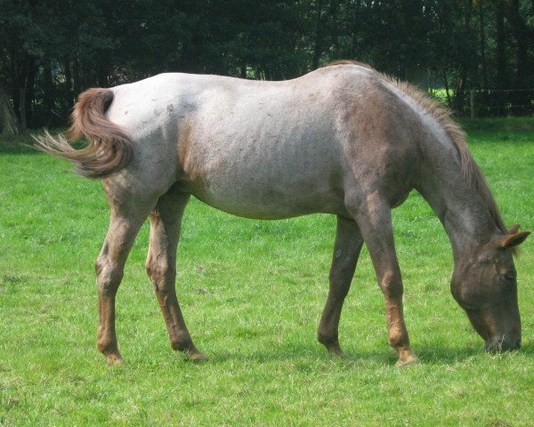 broodmare Malve (Württemberger, 1982, from Maifürst)