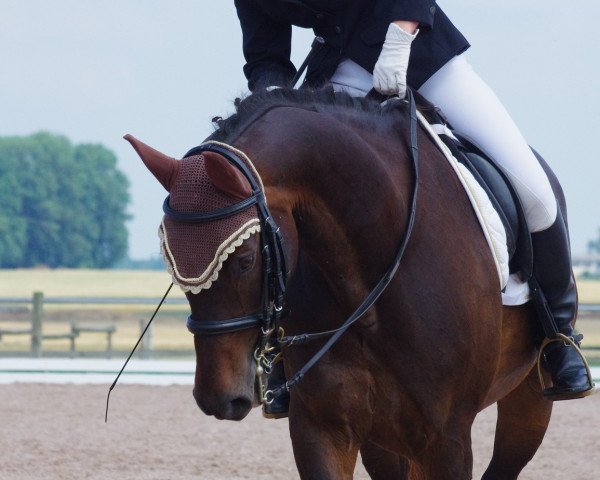 horse Dimitrie (Württemberger, 1997, from Don Primero)