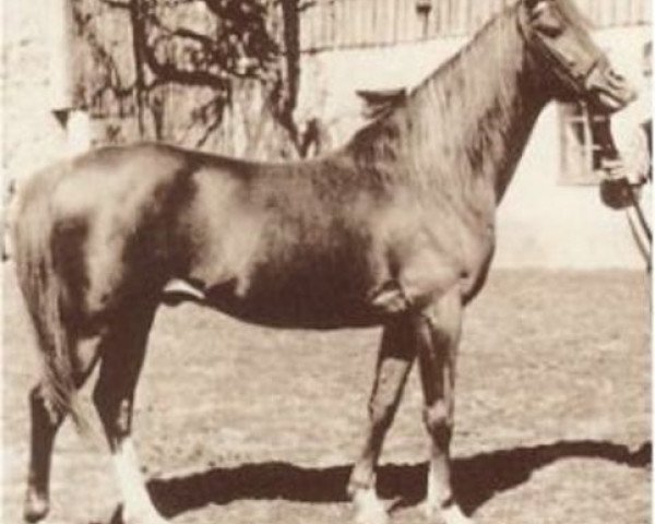 horse Kalif (Arabian, 1948, from Halef 1937 ox) horse Kalif (Arabian, 1948, from Halef 1937 ox)