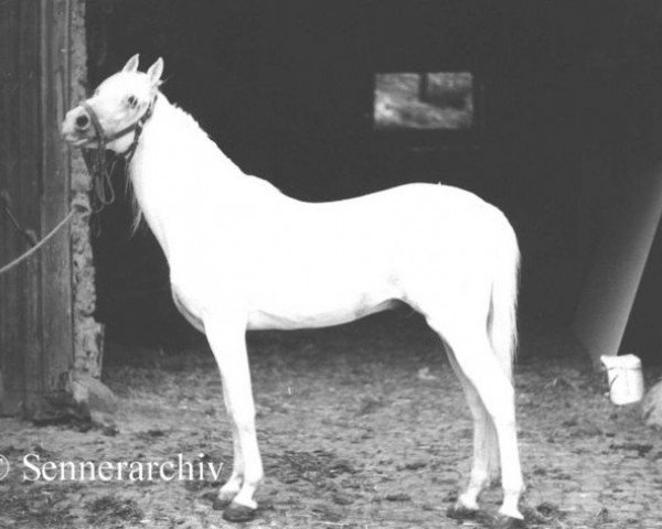 stallion Jarys ox (Arabian purebred, 1953, from Kalif) stallion Jarys ox (Arabian purebred, 1953, from Kalif)