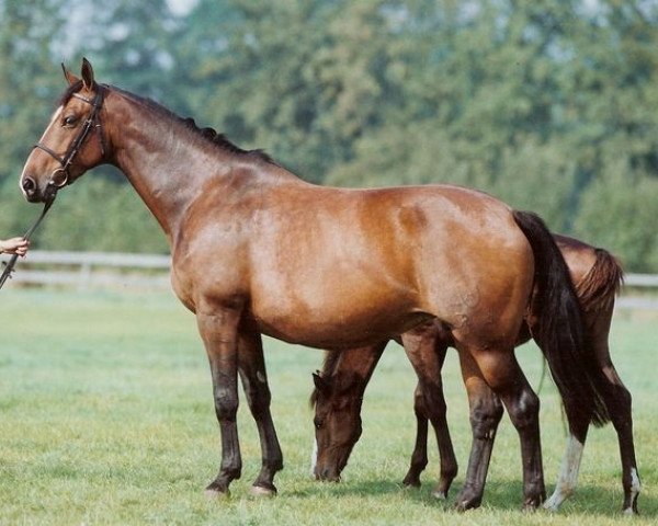 broodmare Jorlanda (Holsteiner, 1991, from Lord Calando)