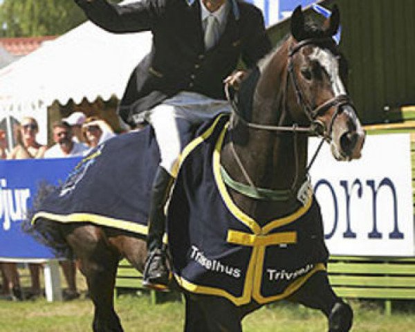 Deckhengst VDL Empire (KWPN (Niederländisches Warmblut), 1999, von Emilion)
