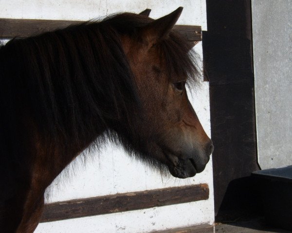 horse Naduré (Shetland Pony, 2003)