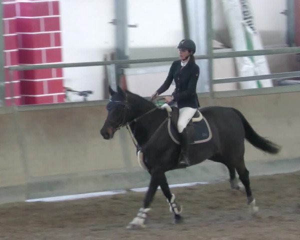 Reitturnier Waghäusel-Wiesental 2022