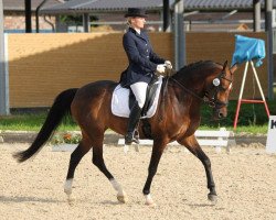 dressage horse Valido's princess of butterflies (German Riding Pony, 2002, from Valido)