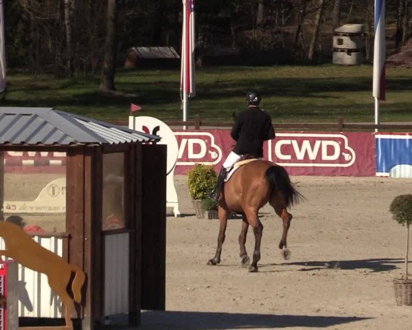 FEI Reitturnier Westergellersen (GER) 2022