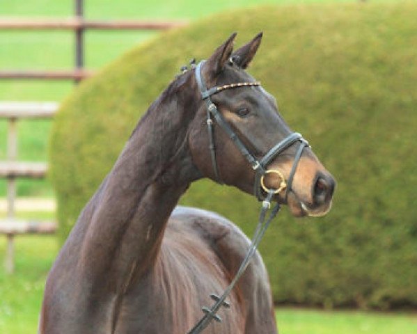 horse Königsberg 13 (Trakehner, 2013, from Kasimir TSF)