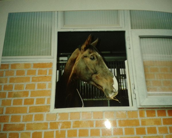 Zuchtstute Eskapade (Rheinländer, 1990, von Entree)