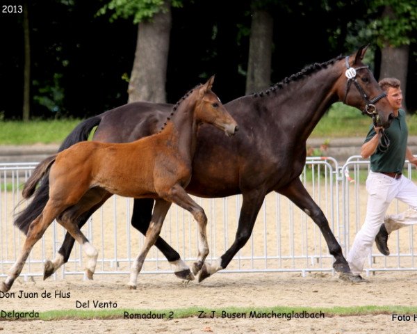 dressage horse David Bowie 4 (Rhinelander, 2013, from Don Juan de Hus)