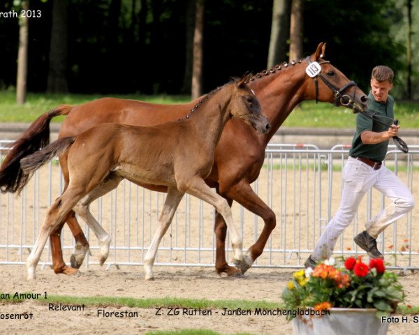 Pferd Hengst von San Amour (Rheinländer, 2013, von San Amour I)