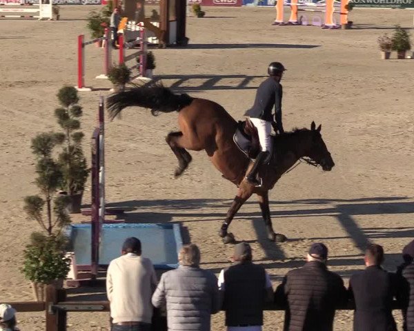 FEI Reitturnier Westergellersen (GER) 2022