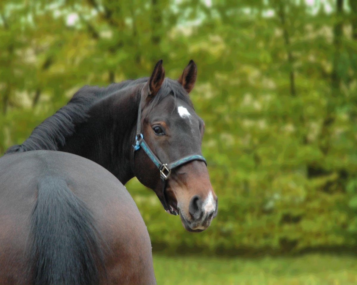 dressage horse Forte ma non Troppo (Bavarian, 2003, from Florestano)