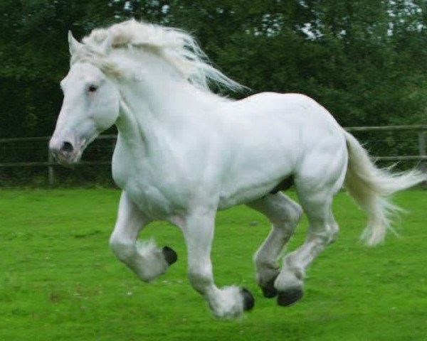 stallion Jumper (Boulonnais, 1997, from Urus)