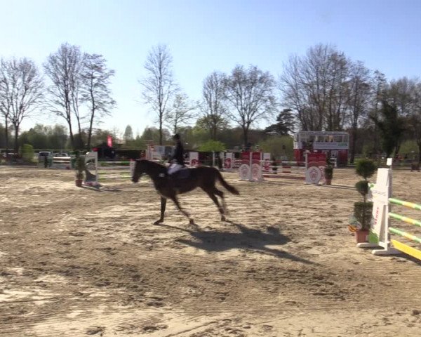 Reitturnier Münster-Handorf | Champs of Tomorrow 2022