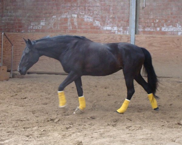 horse Chablis (Westphalian, 2004, from Chico's Boy)