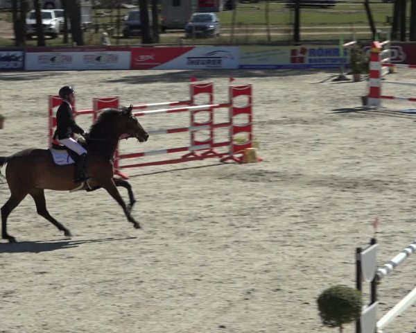 FEI Reitturnier Westergellersen (GER) 2022