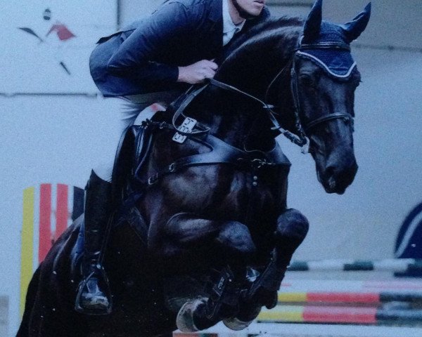 jumper Carlo Bruni (Westphalian, 2007, from Continus Grannus) jumper Carlo Bruni (Westphalian, 2007, from Continus Grannus)