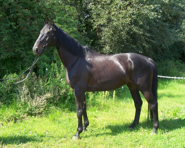 jumper Andreas 5 (Hanoverian, 1994, from Achenbach)