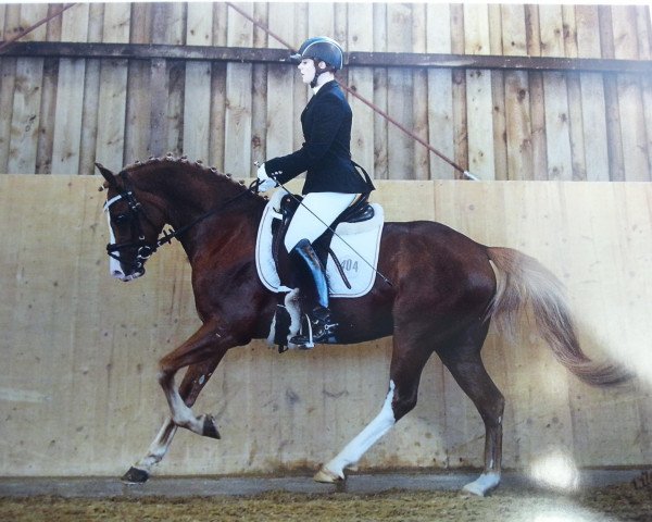Dressurpferd Donni Darco (Deutsches Reitpony, 2009, von Dance Star AT NRW)